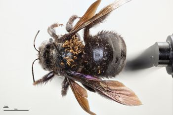 Media type: image;   Entomology 810644 Aspect: habitus dorsal view
